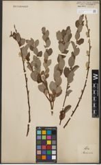 Foto von Salix starkeana Willd.